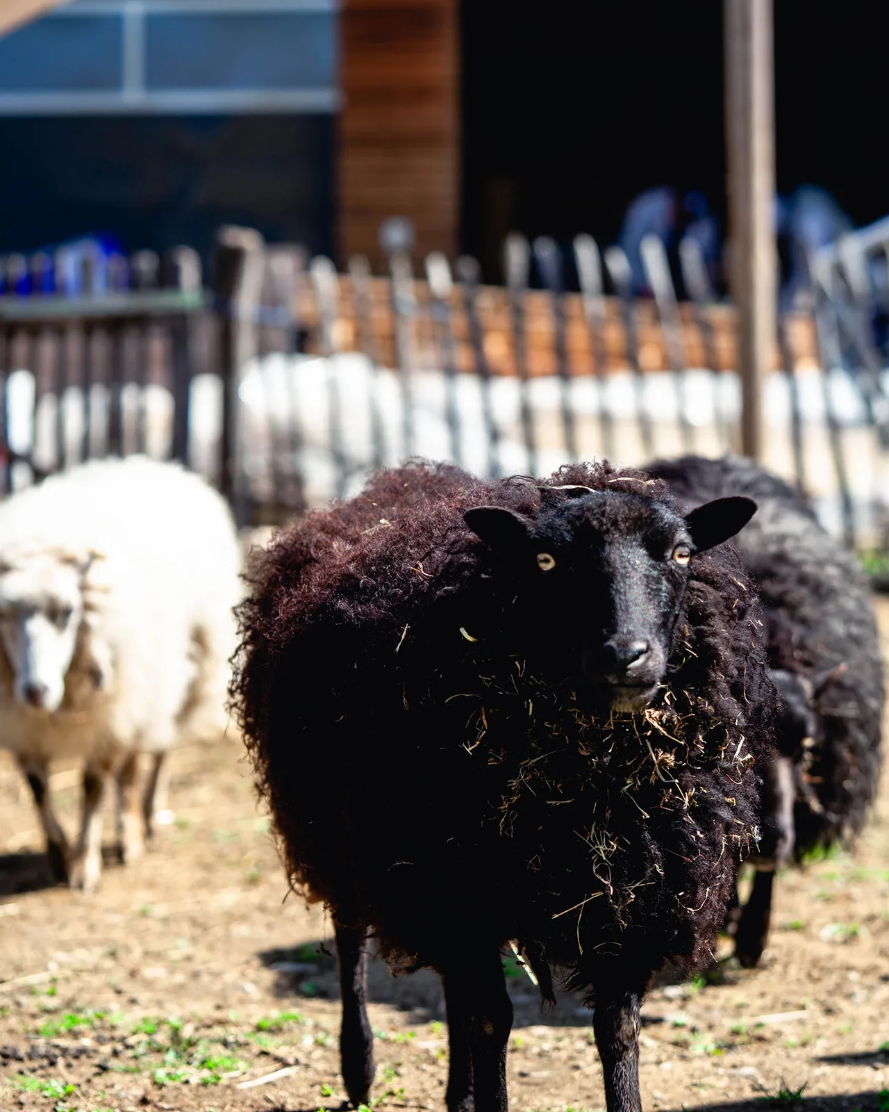 Animale de fermă la ferma agroturistică Gut Hügle